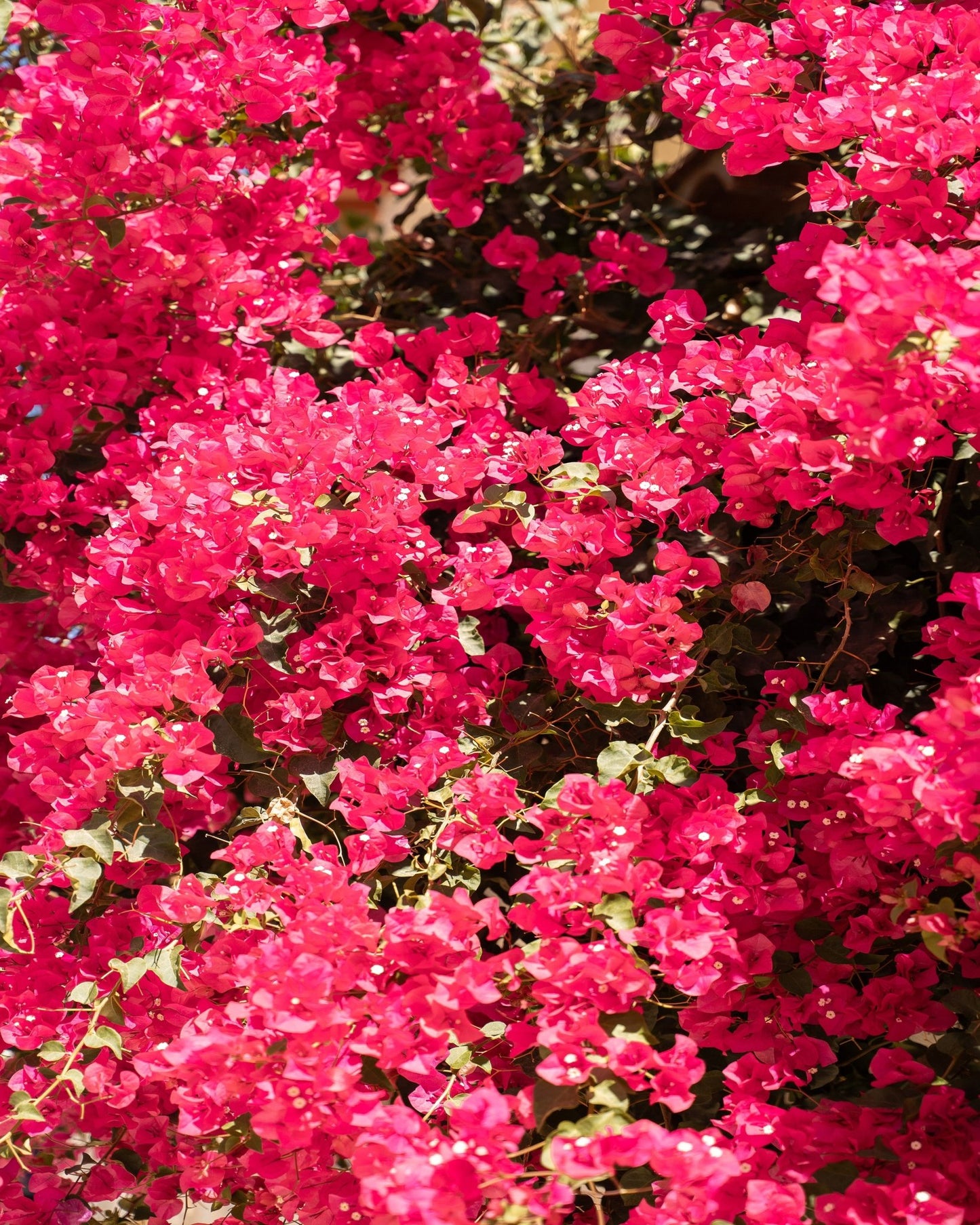 Bougainvillea