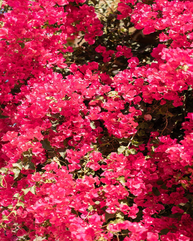 Bougainvillea