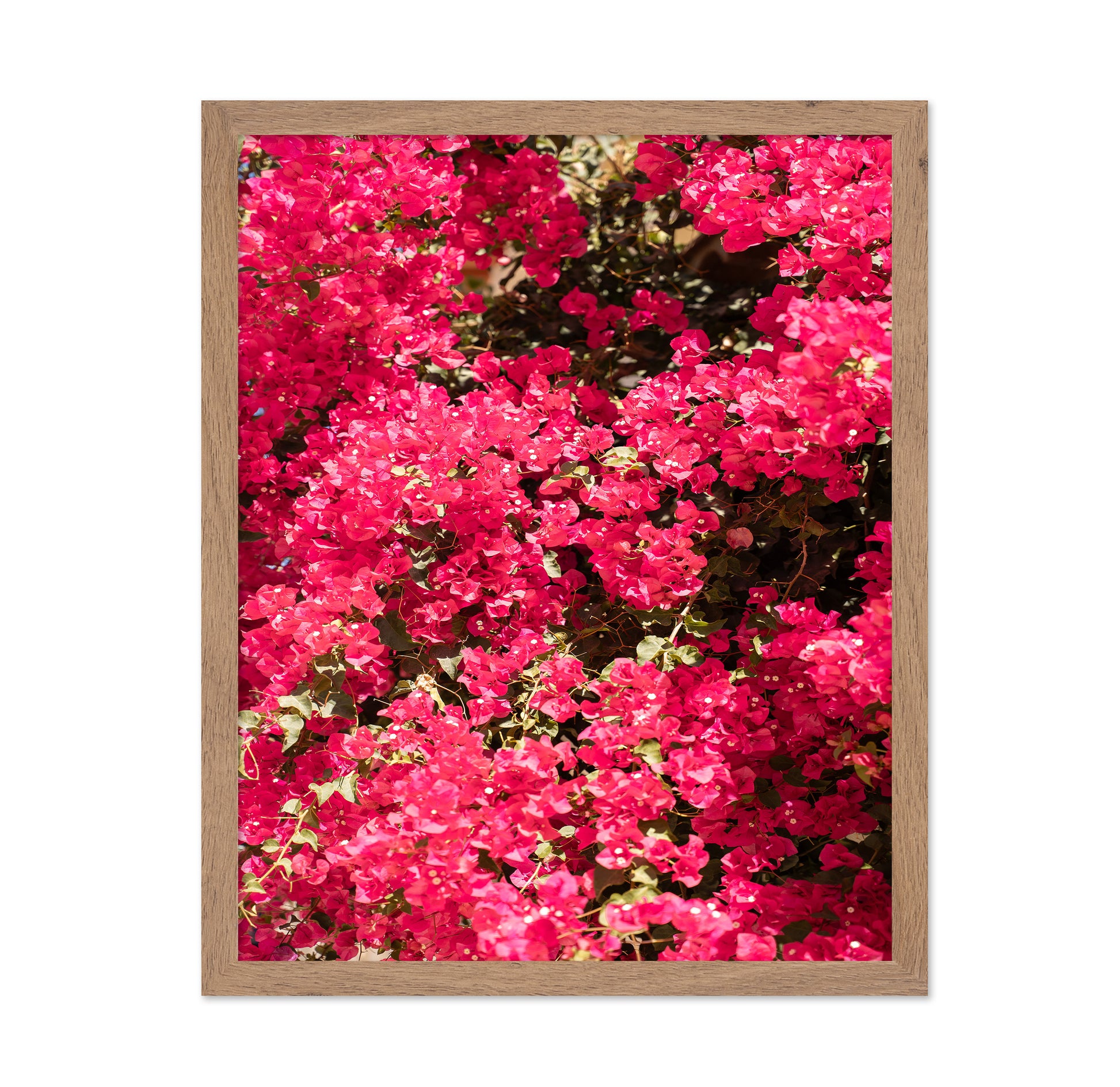 Bougainvillea