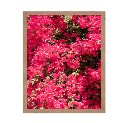 Bougainvillea