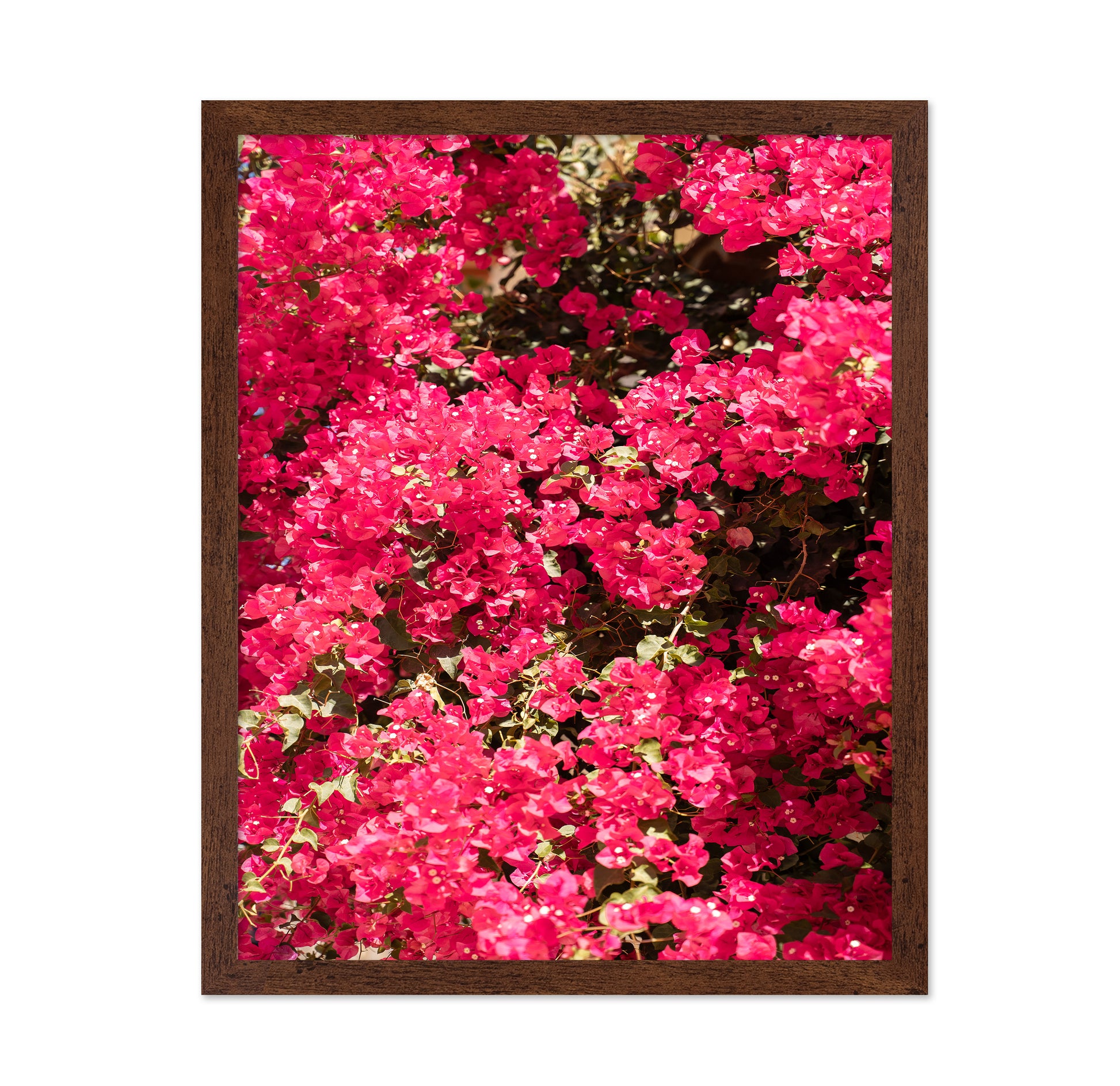 Bougainvillea