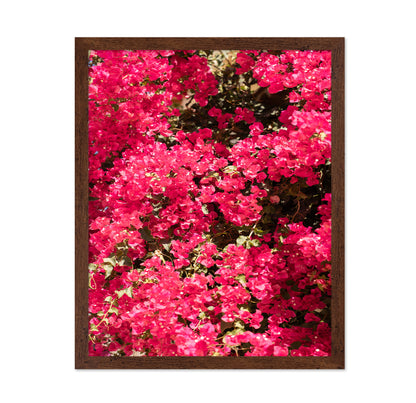 Bougainvillea