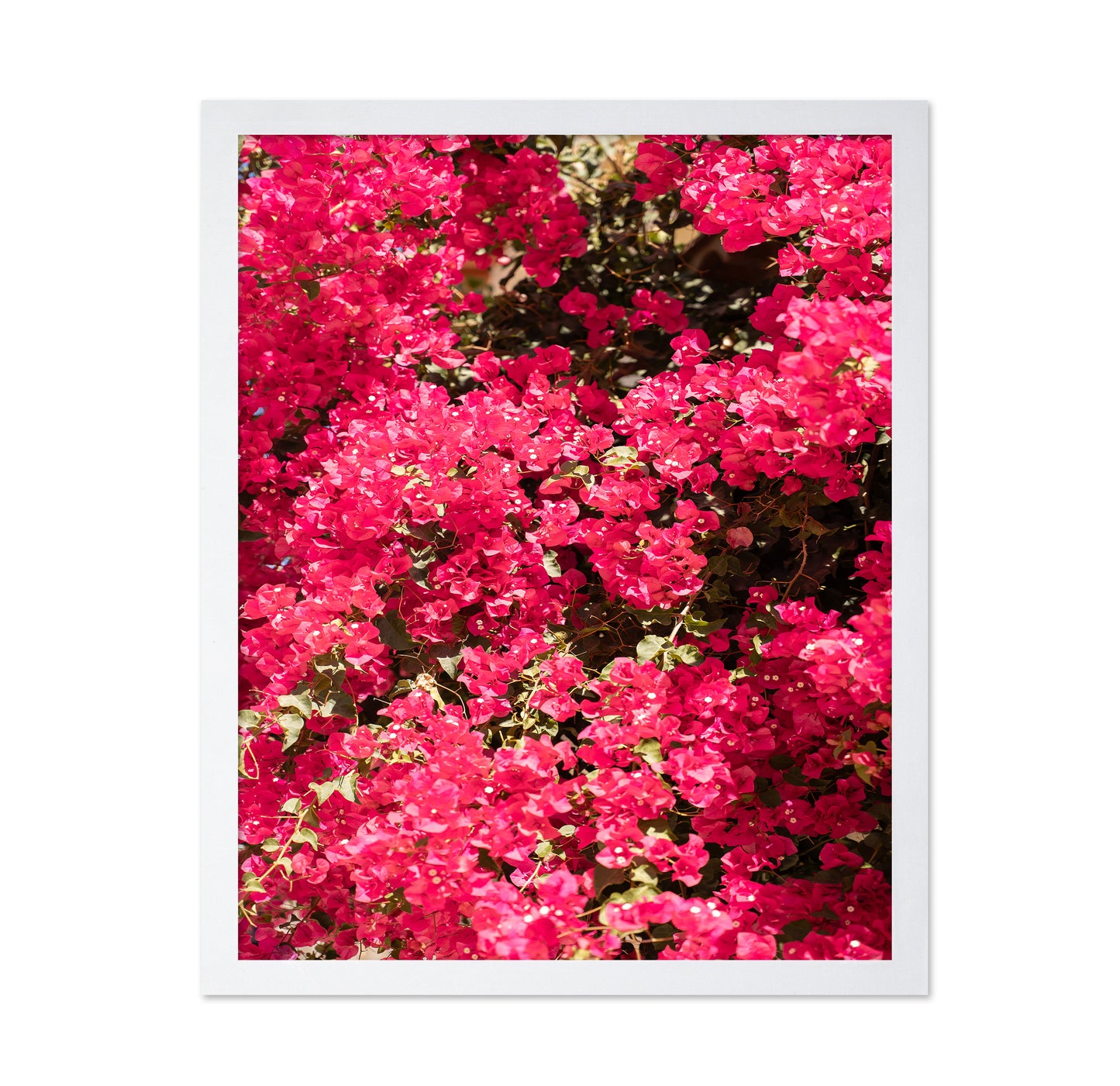 Bougainvillea