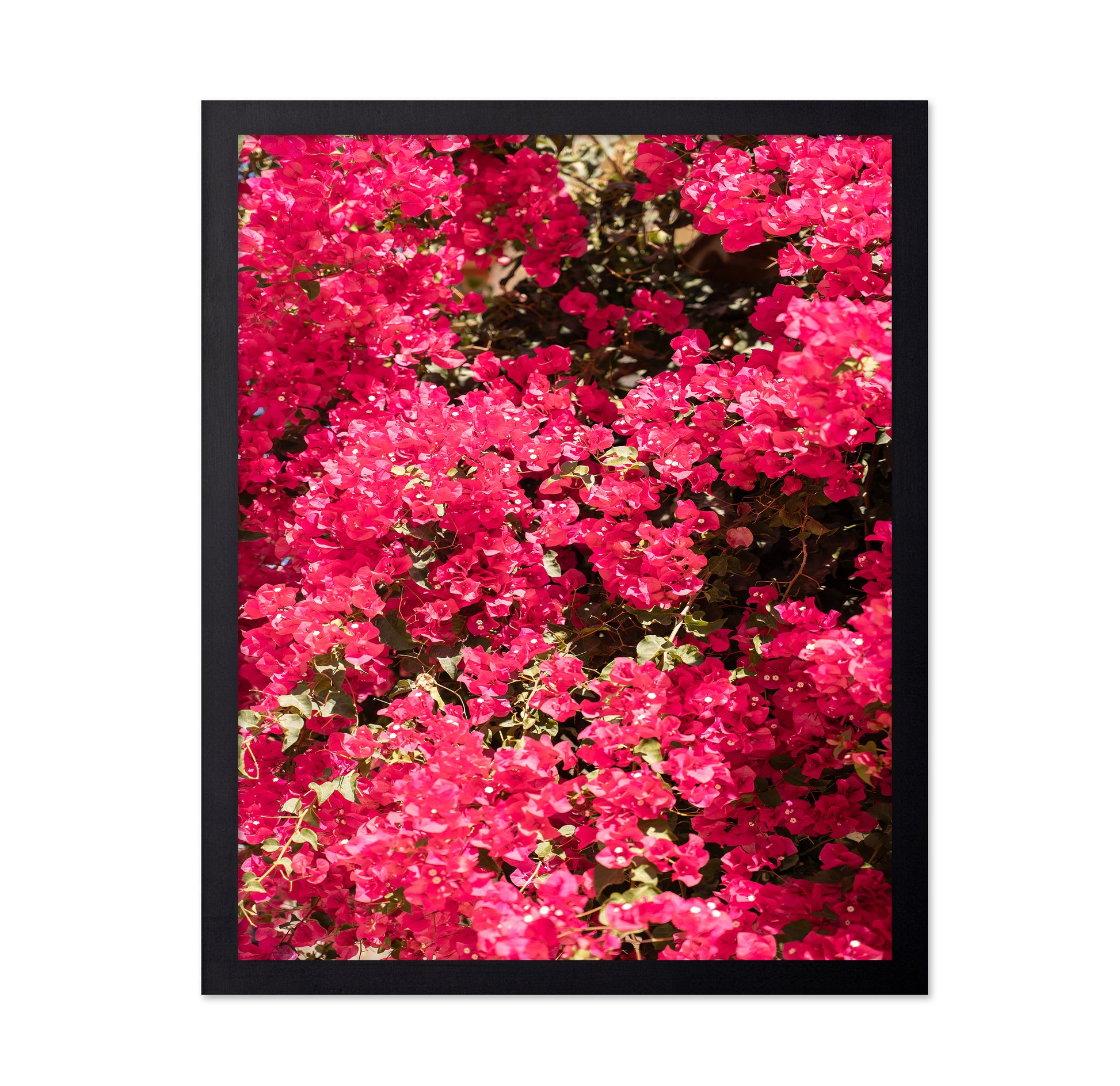 Bougainvillea