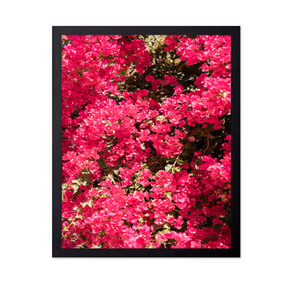 Bougainvillea