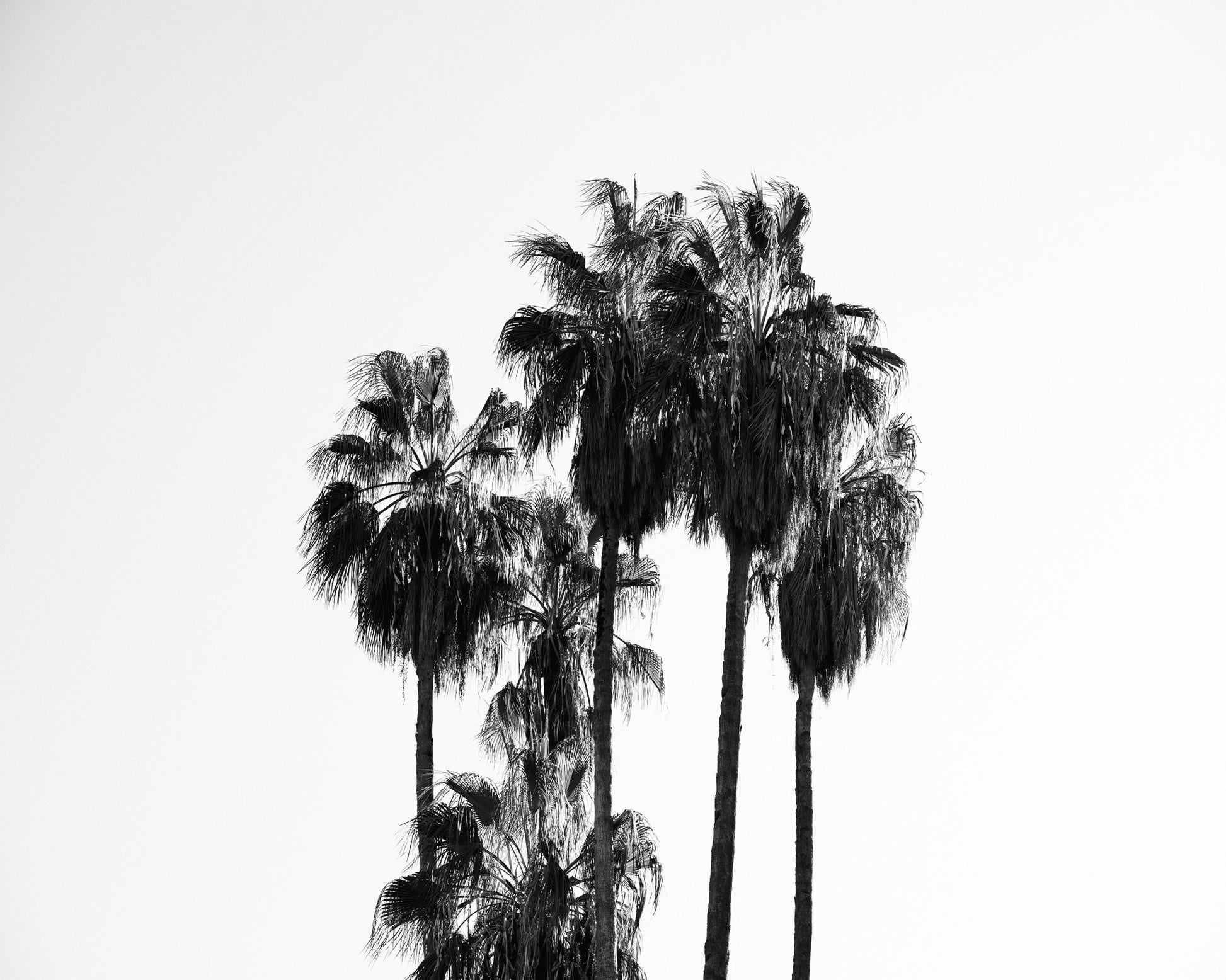 Elegant Silhouettes Of Tall Palm Trees