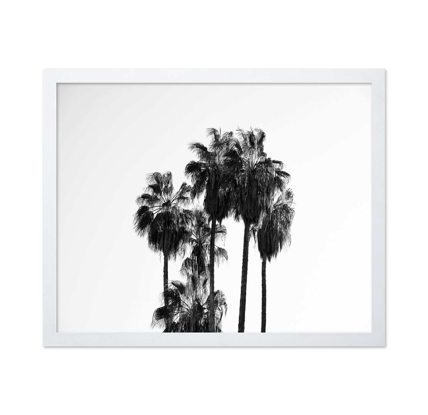 Elegant Silhouettes Of Tall Palm Trees