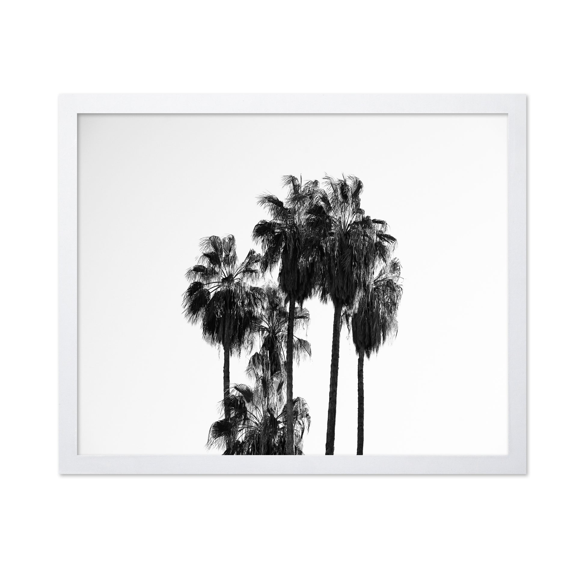 Elegant Silhouettes Of Tall Palm Trees