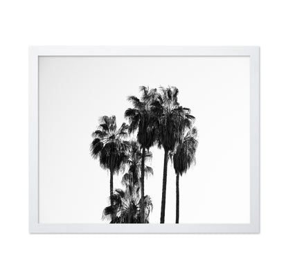 Elegant Silhouettes Of Tall Palm Trees