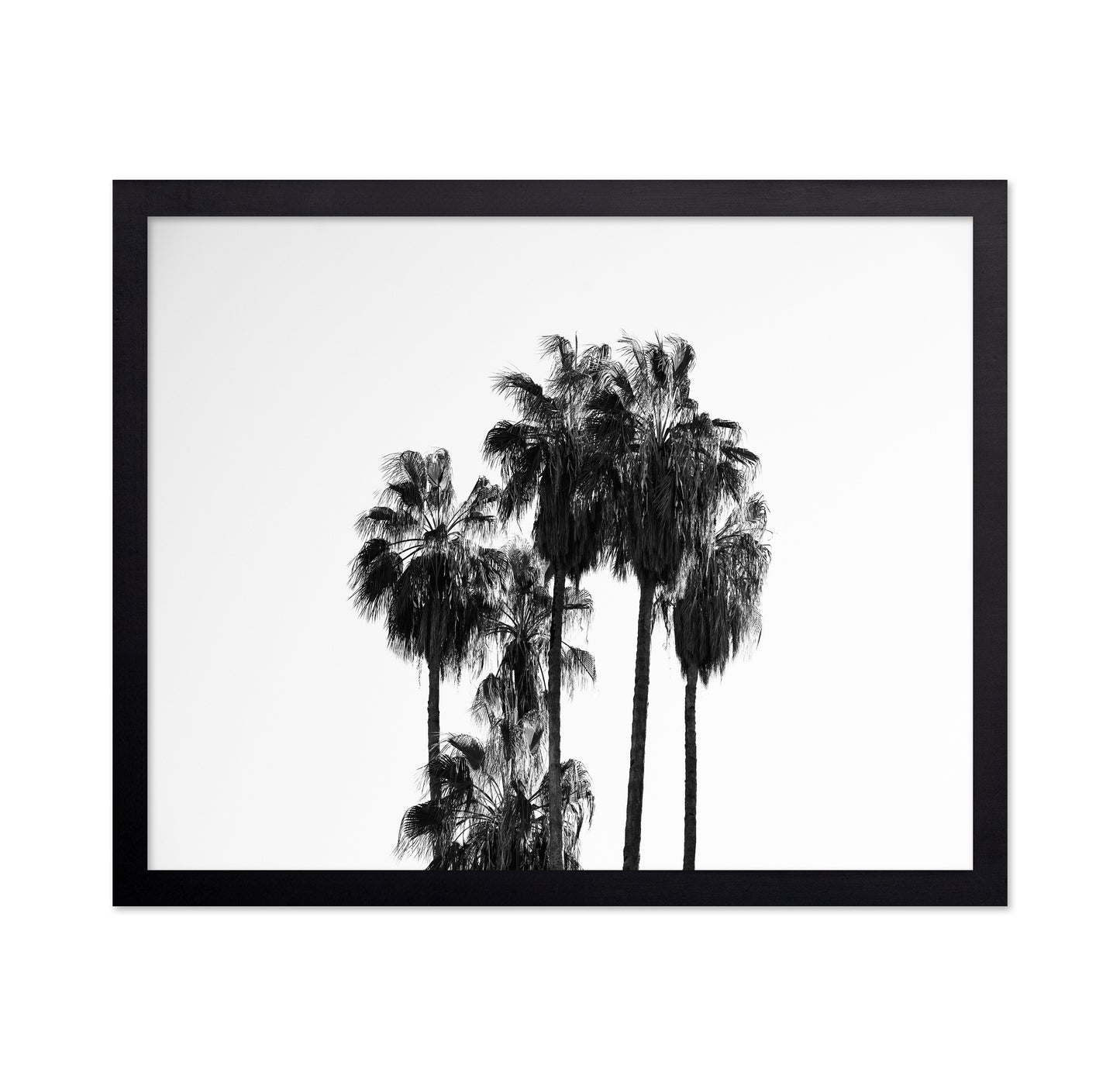 Elegant Silhouettes Of Tall Palm Trees