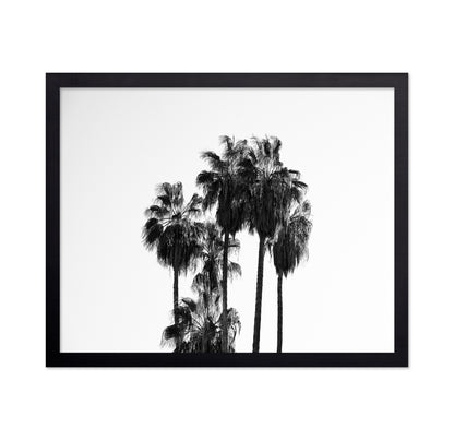 Elegant Silhouettes Of Tall Palm Trees