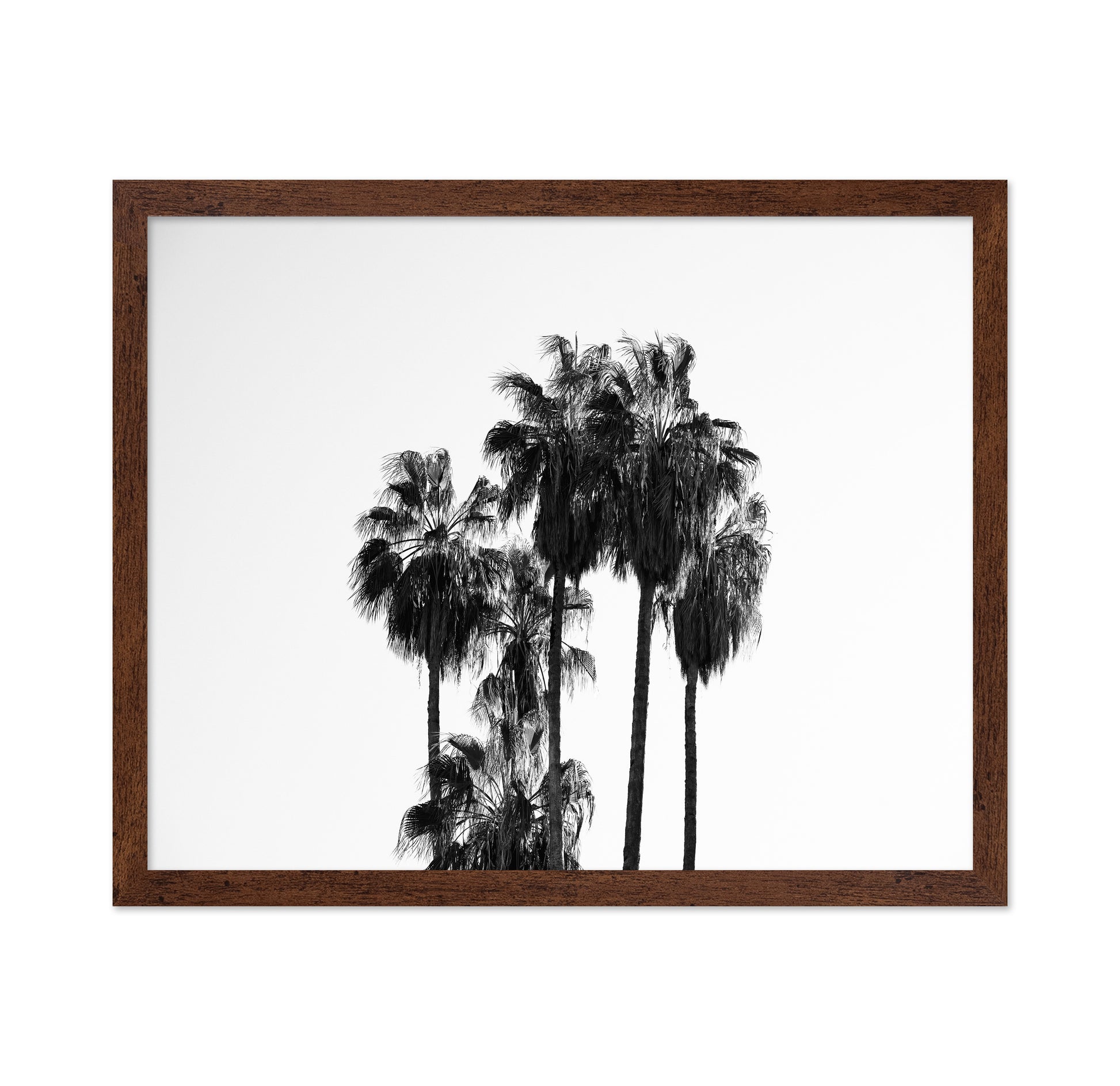 Elegant Silhouettes Of Tall Palm Trees