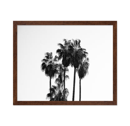 Elegant Silhouettes Of Tall Palm Trees