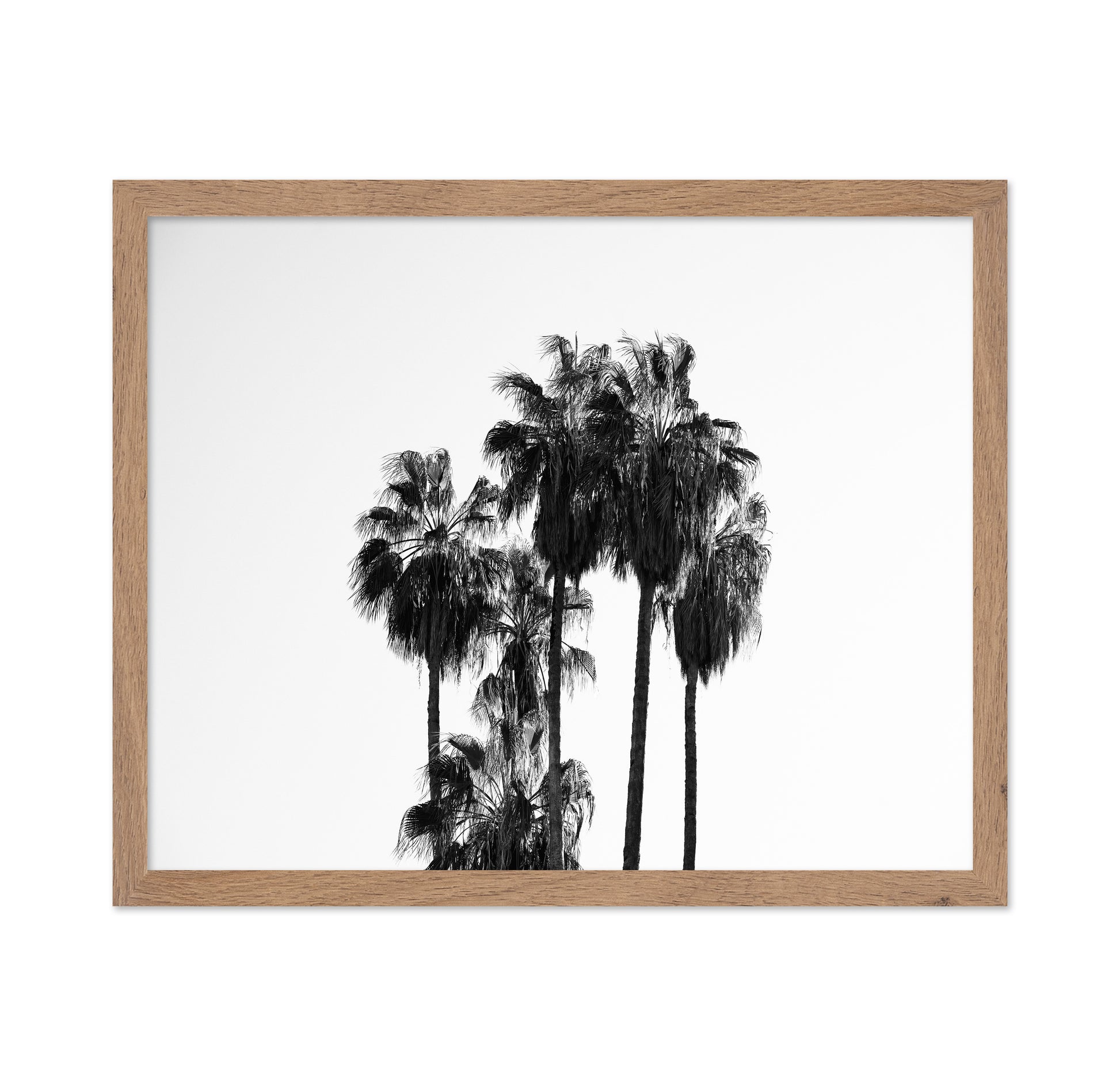 Elegant Silhouettes Of Tall Palm Trees