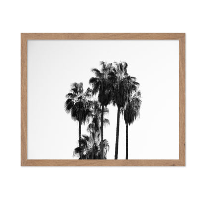 Elegant Silhouettes Of Tall Palm Trees