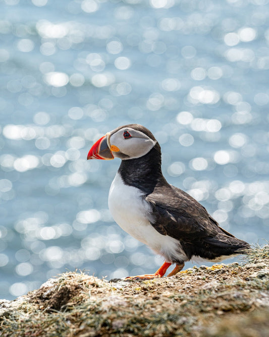 Puffin By The Sea
