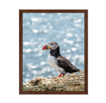 Puffin By The Sea
