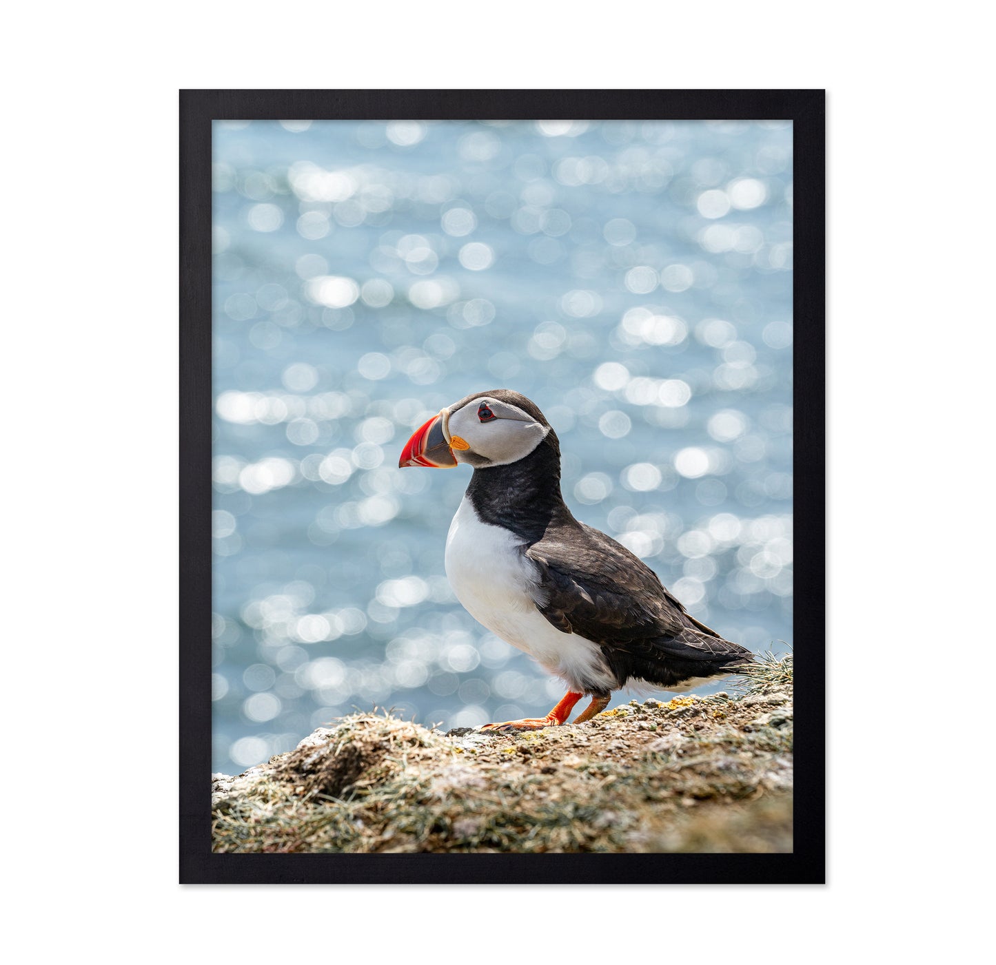 Puffin By The Sea