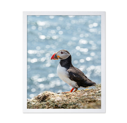 Puffin By The Sea