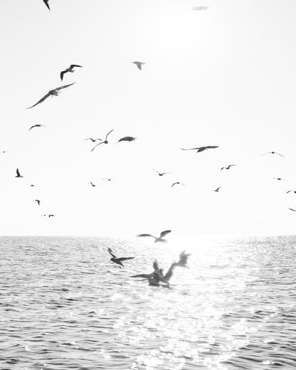 Seagulls At Sea