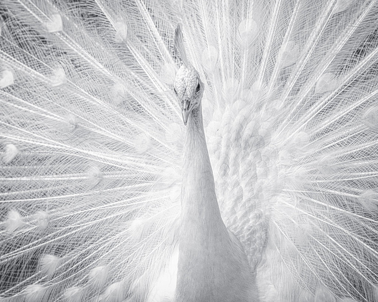White Peacock