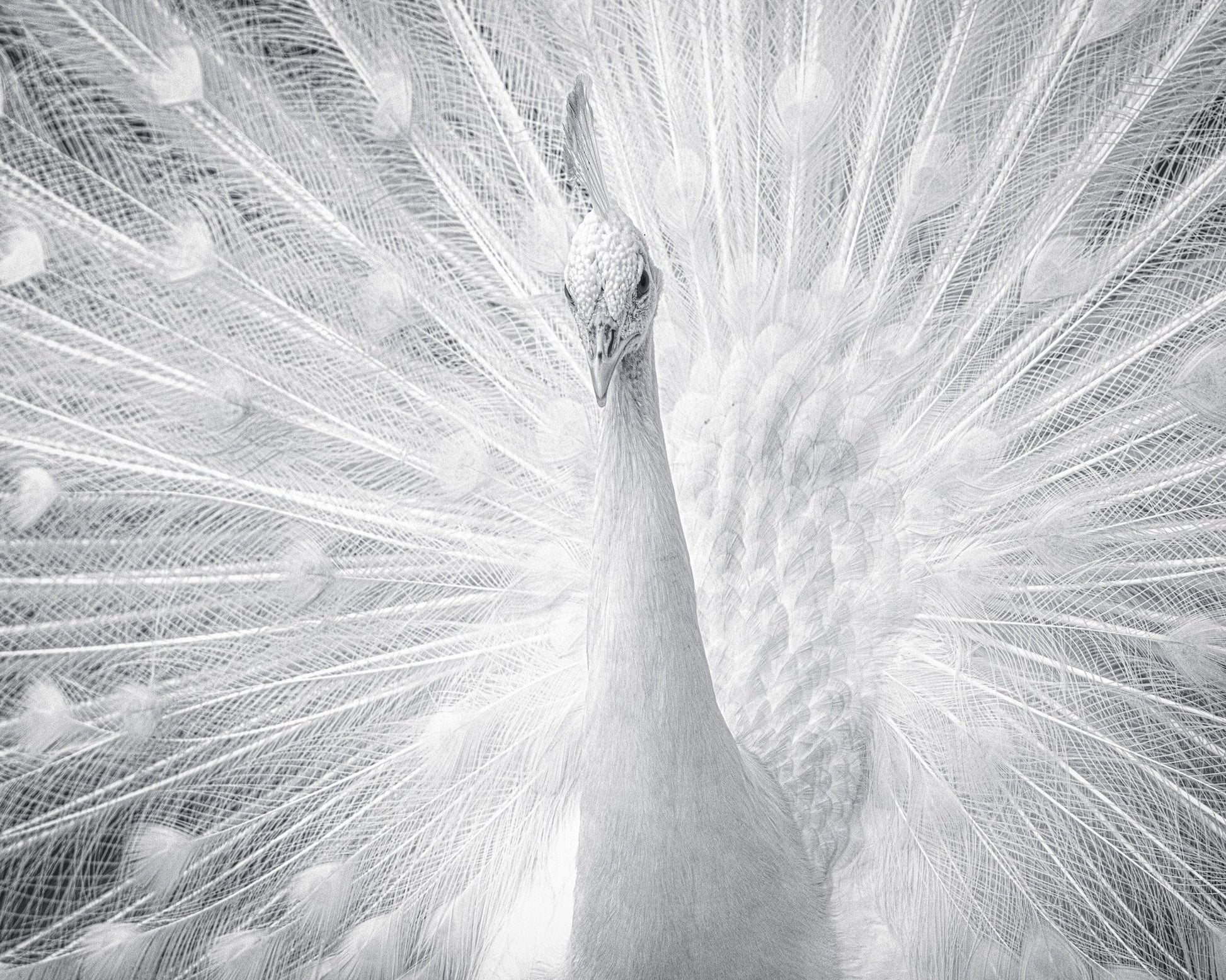 White Peacock