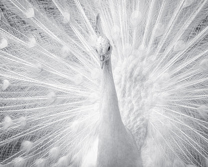 White Peacock
