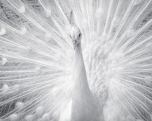 White Peacock