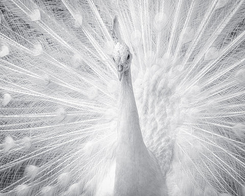 White Peacock