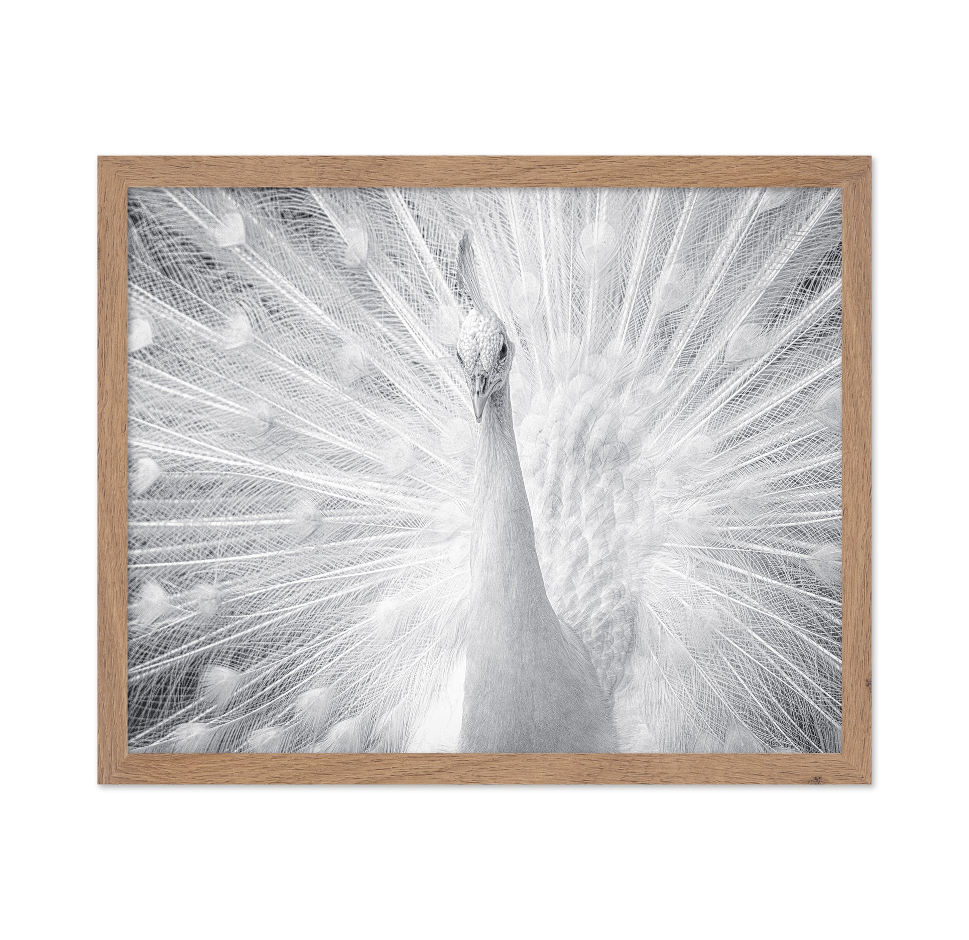 White Peacock