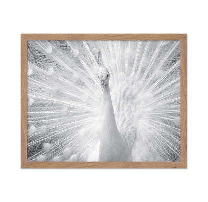 White Peacock