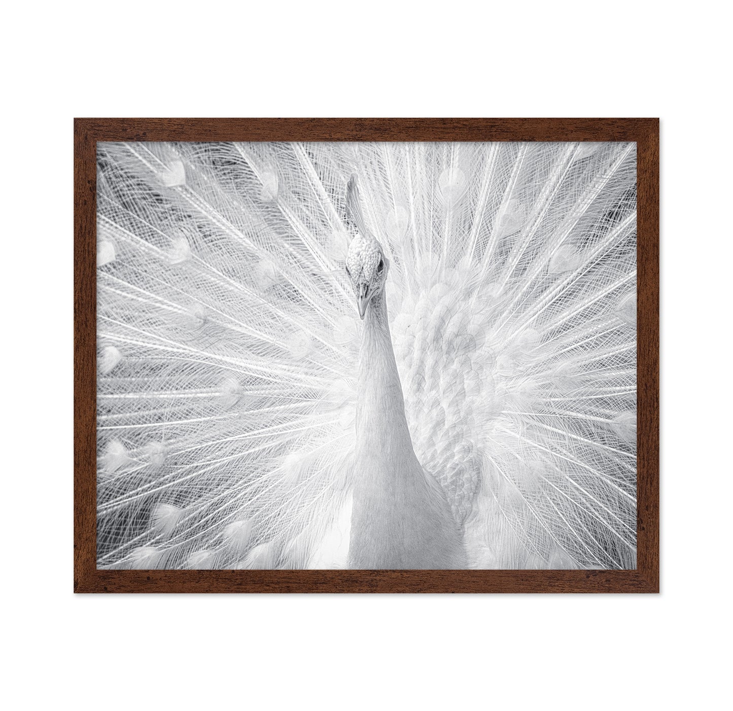 White Peacock
