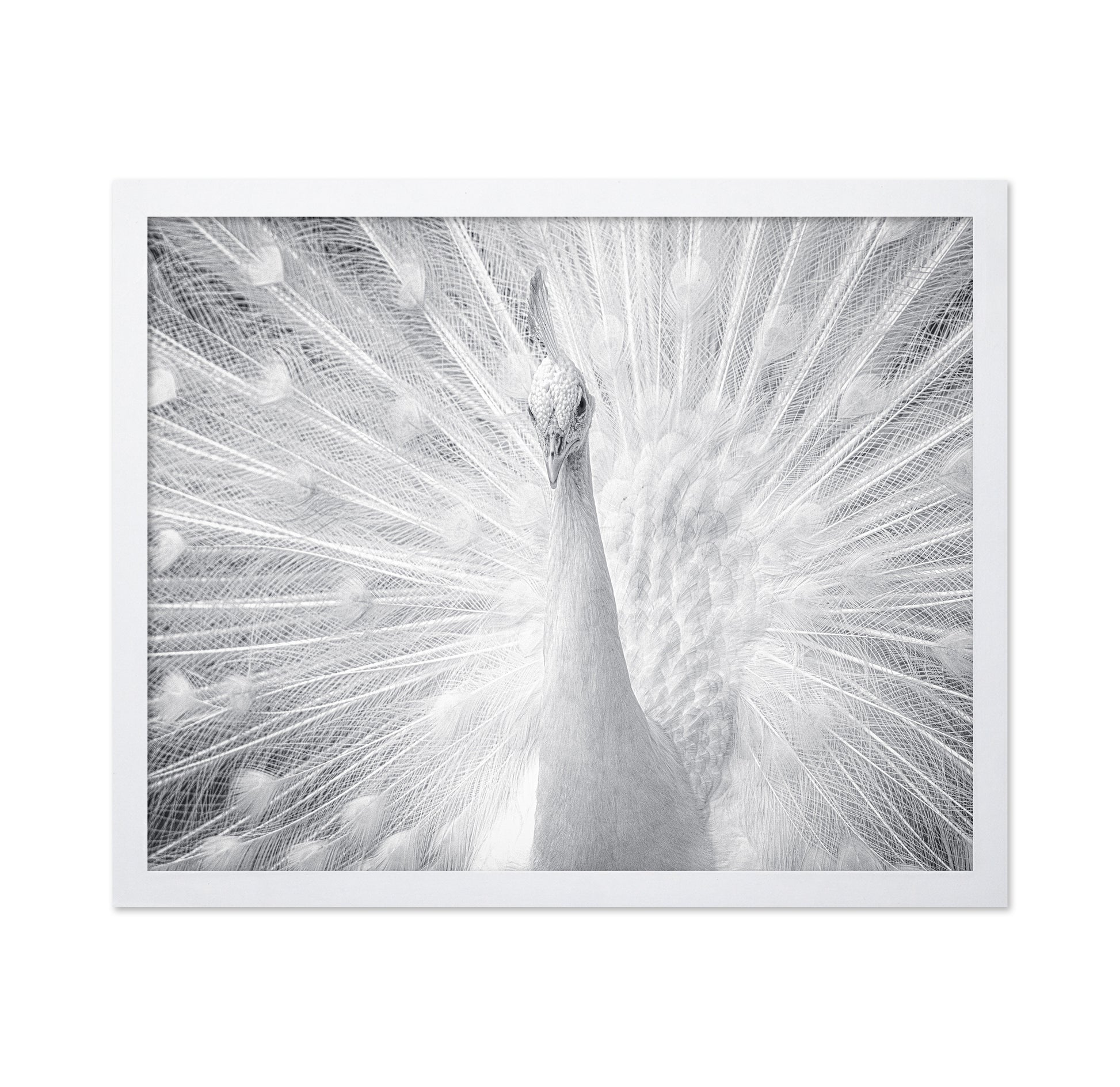 White Peacock