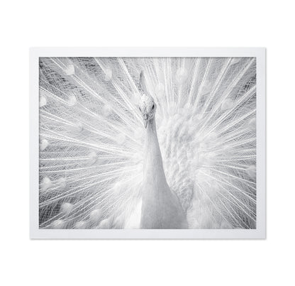 White Peacock