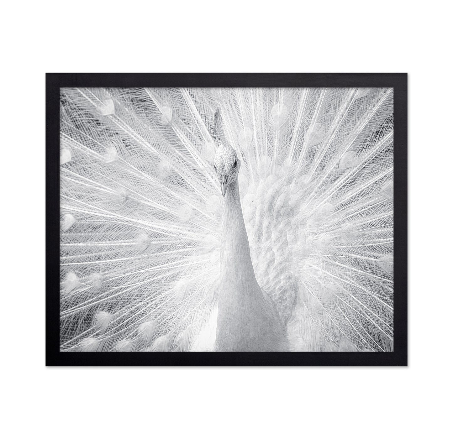 White Peacock