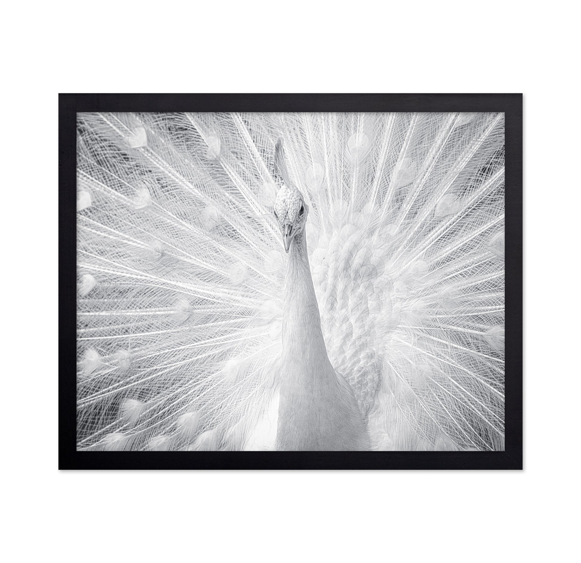 White Peacock