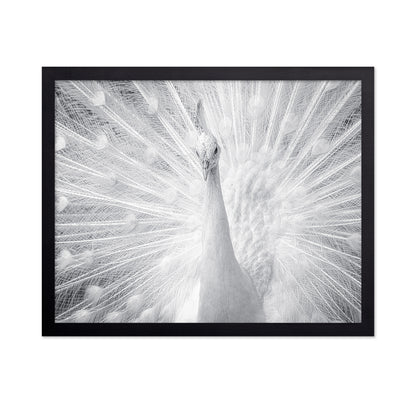 White Peacock