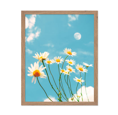 Magical Daisies