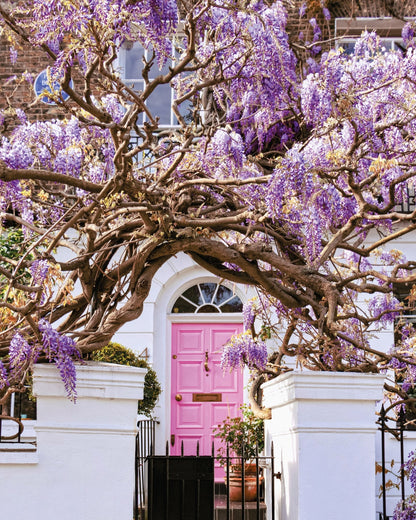 Wisteria Dreams