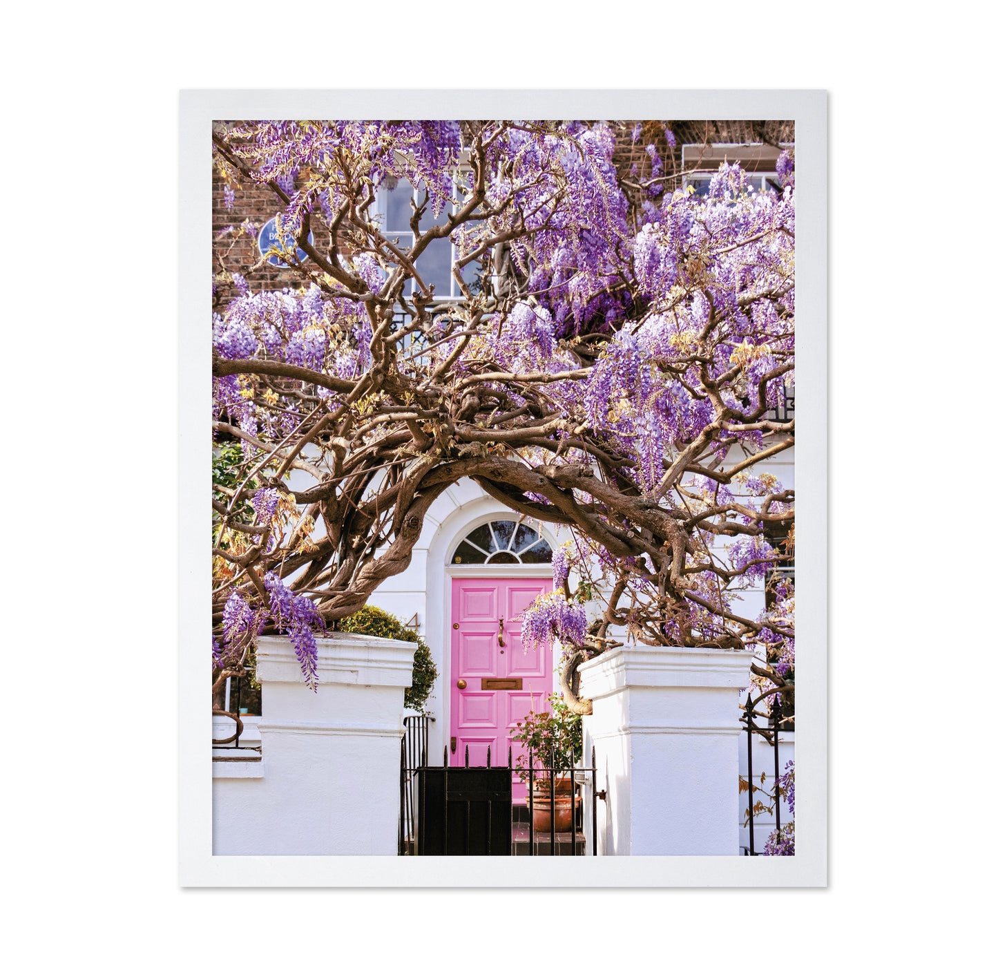 Wisteria Dreams