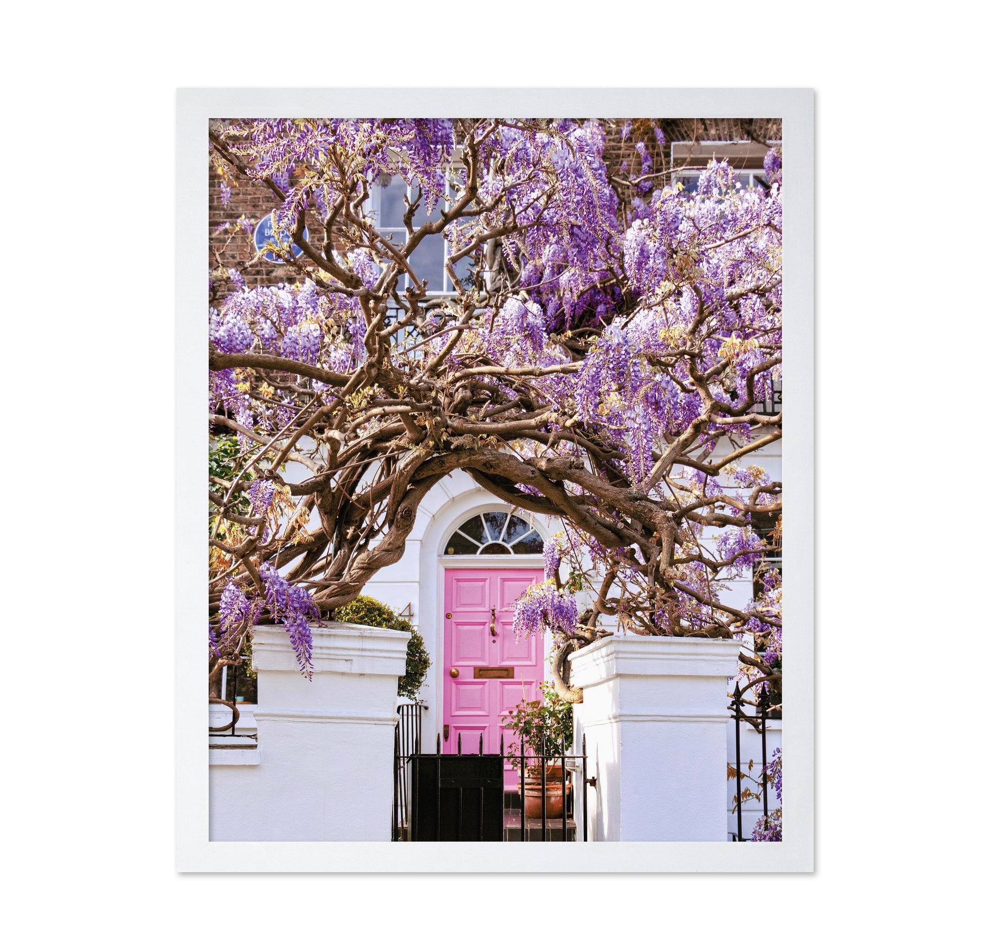 Wisteria Dreams