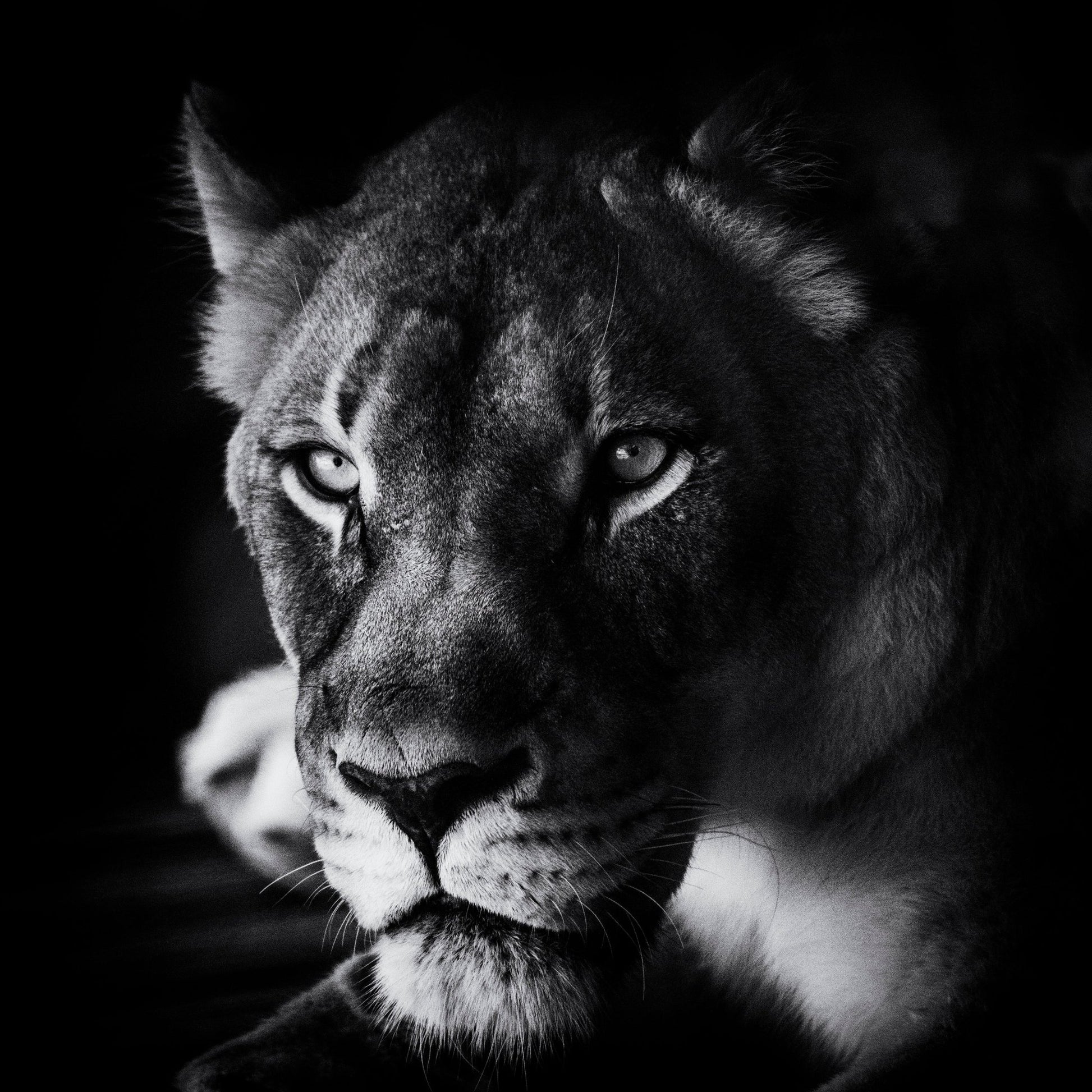 The Look
