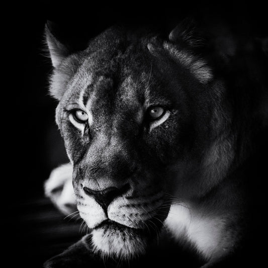 The Look