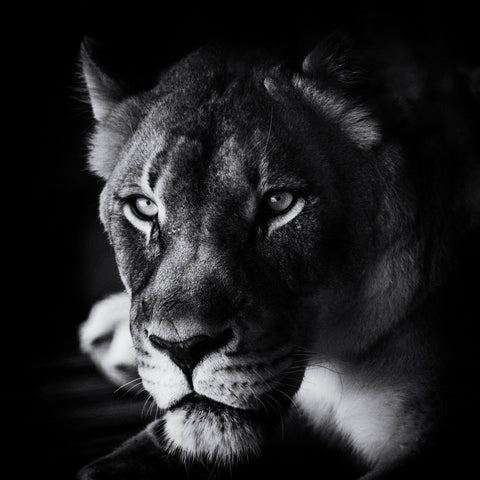 The Look