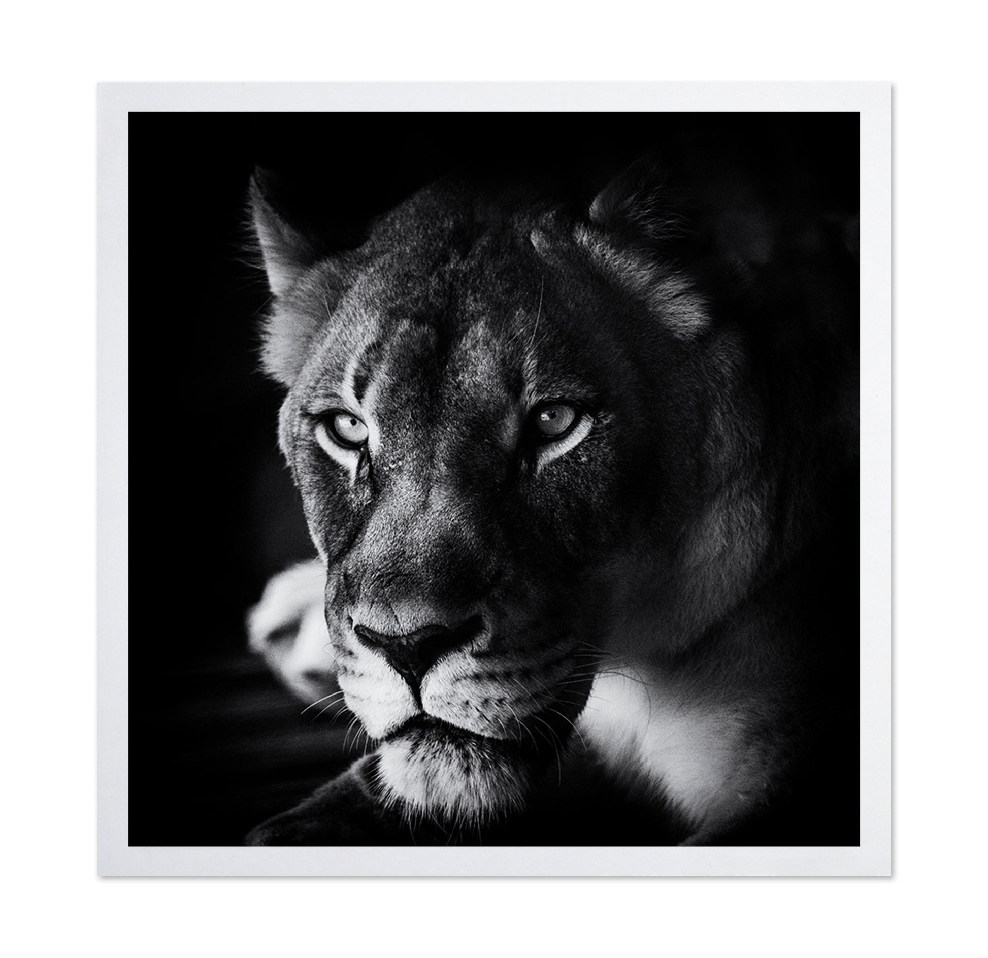 The Look