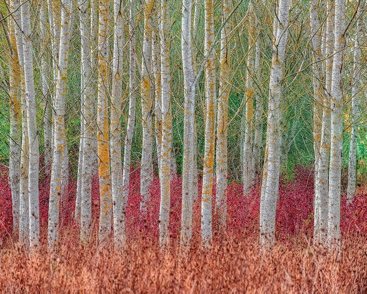 Birch Forest