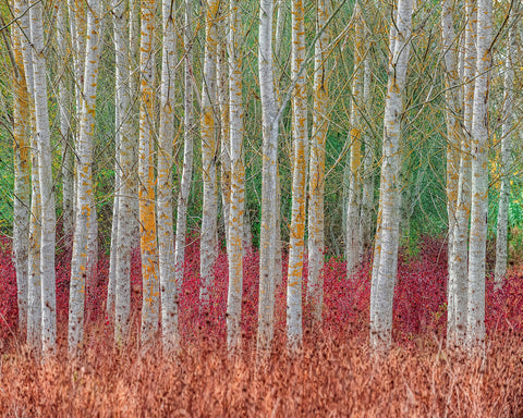 Birch Forest