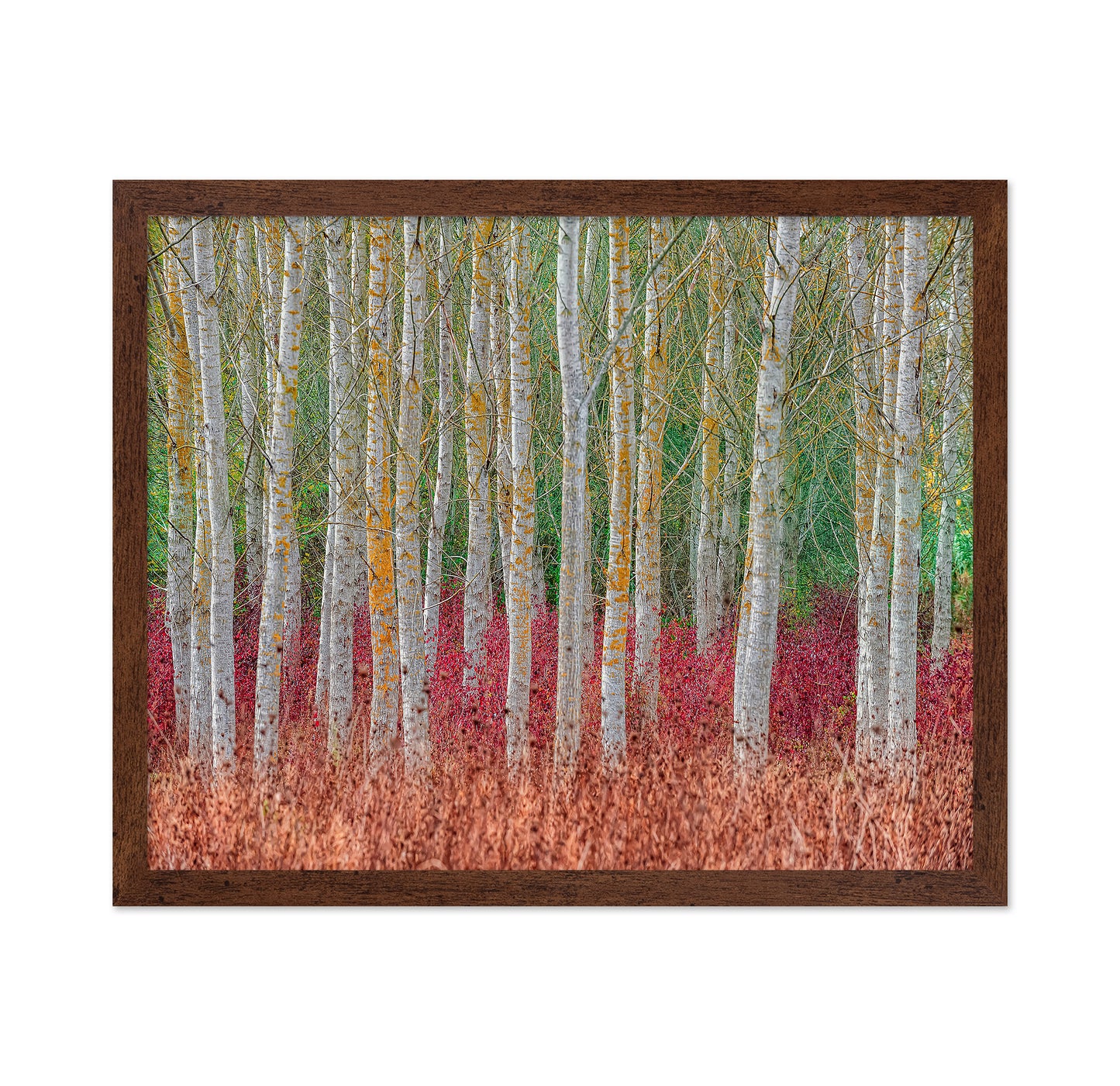 Birch Forest