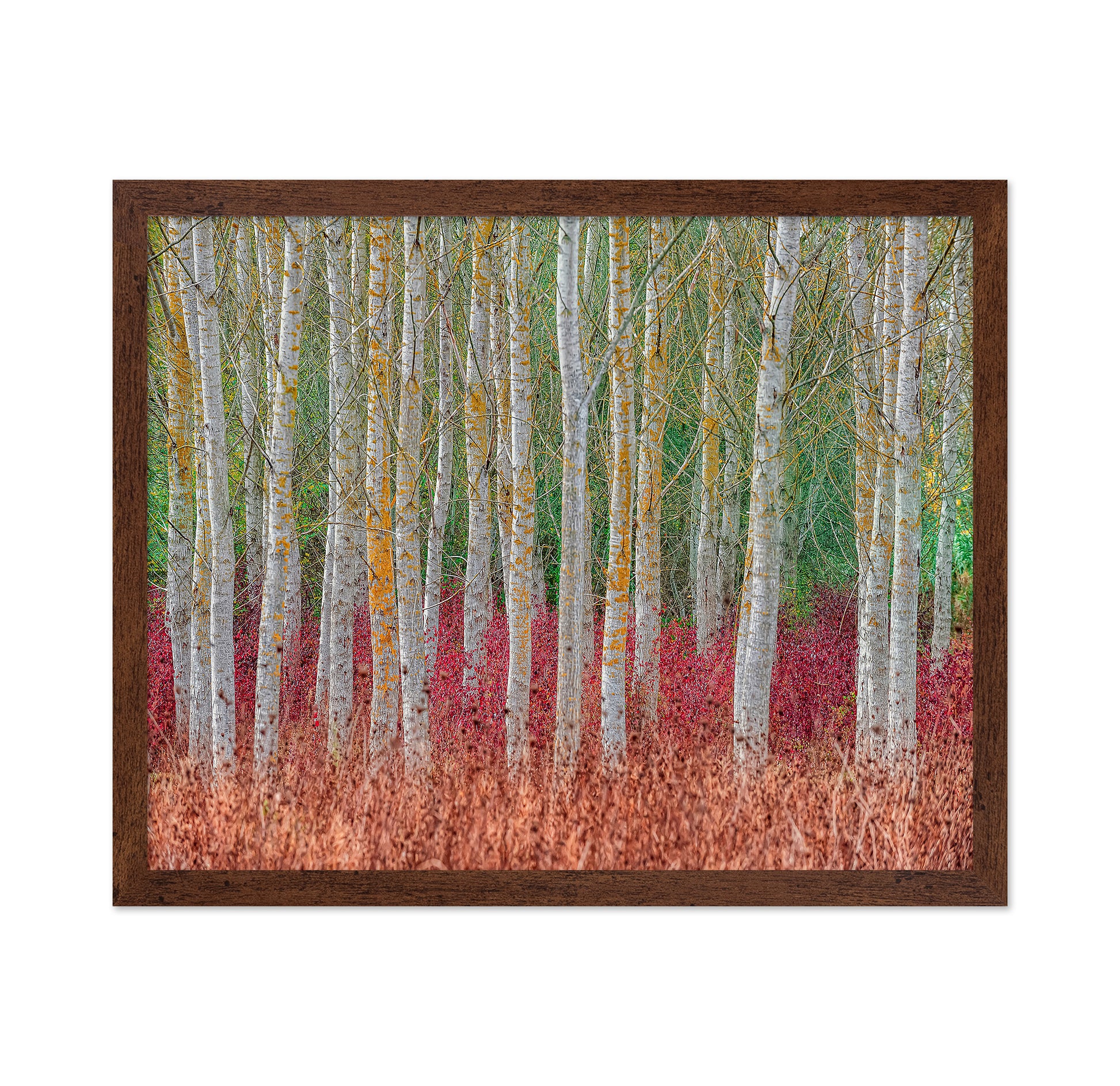 Birch Forest