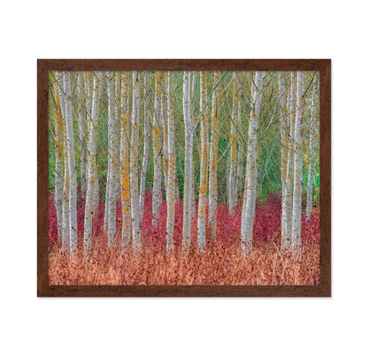 Birch Forest